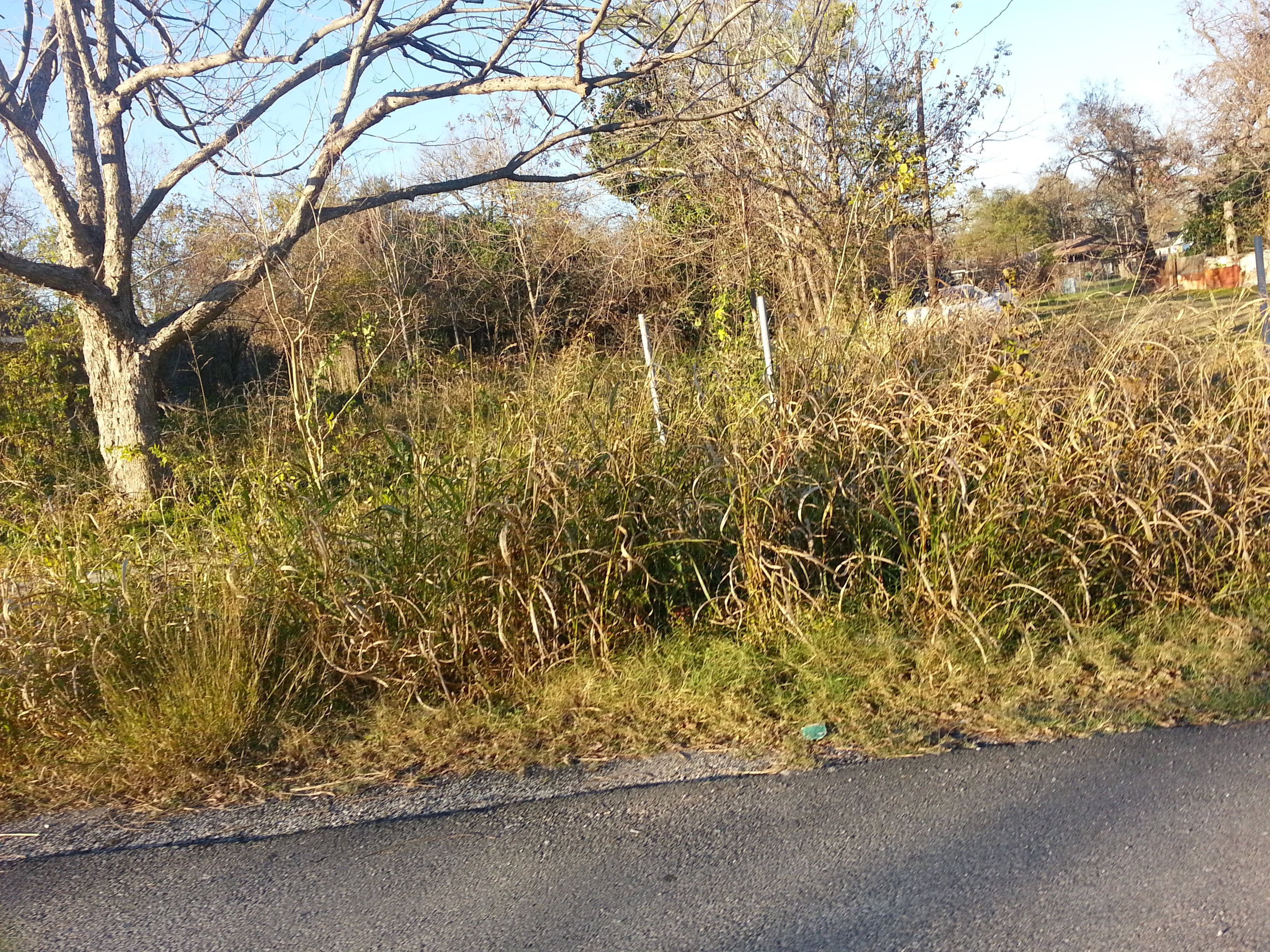 a plot of land, covered with tall brownish grass and a pecan tree