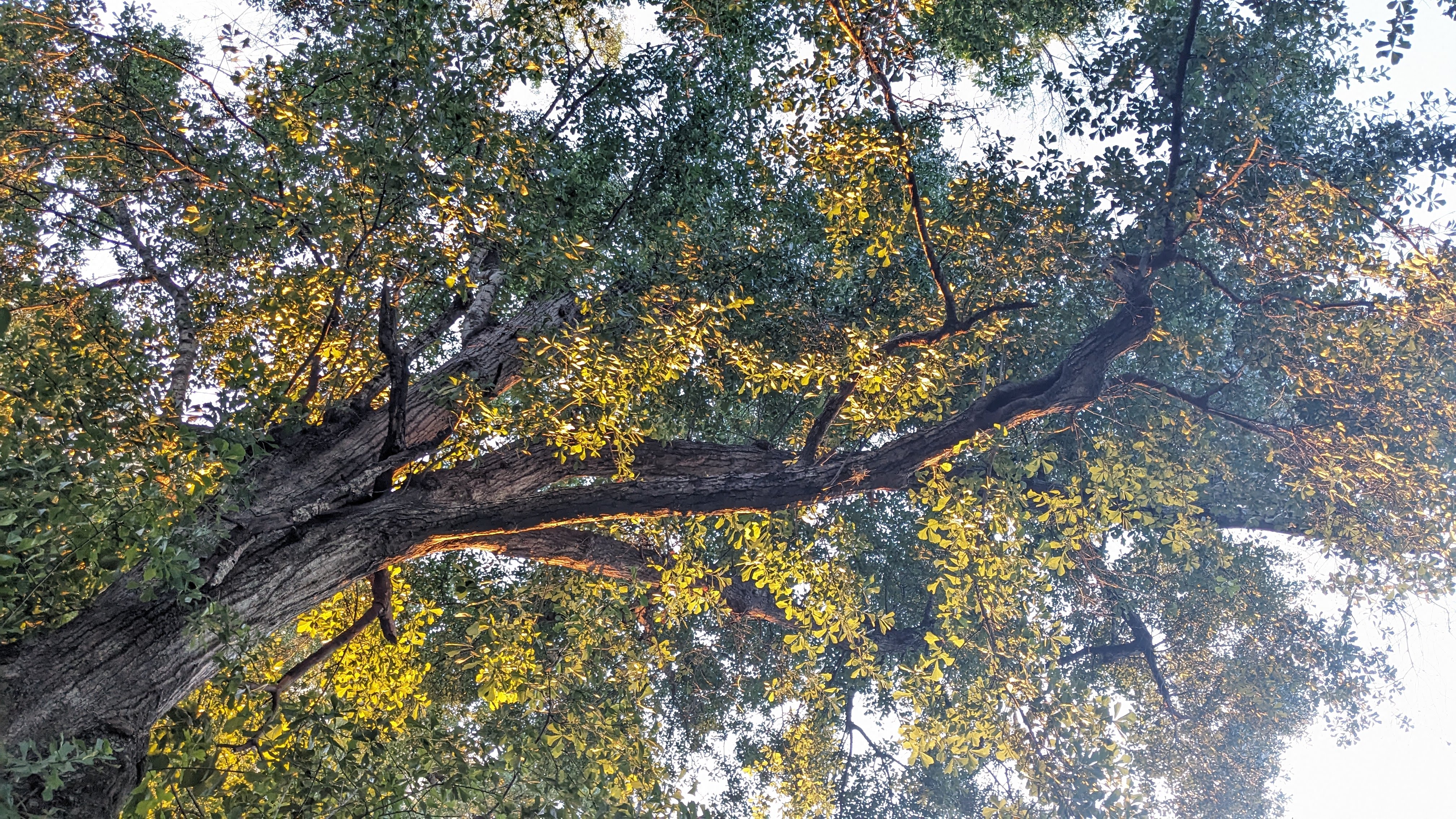 an oak tree with yellow and green leaves from sunset lighting