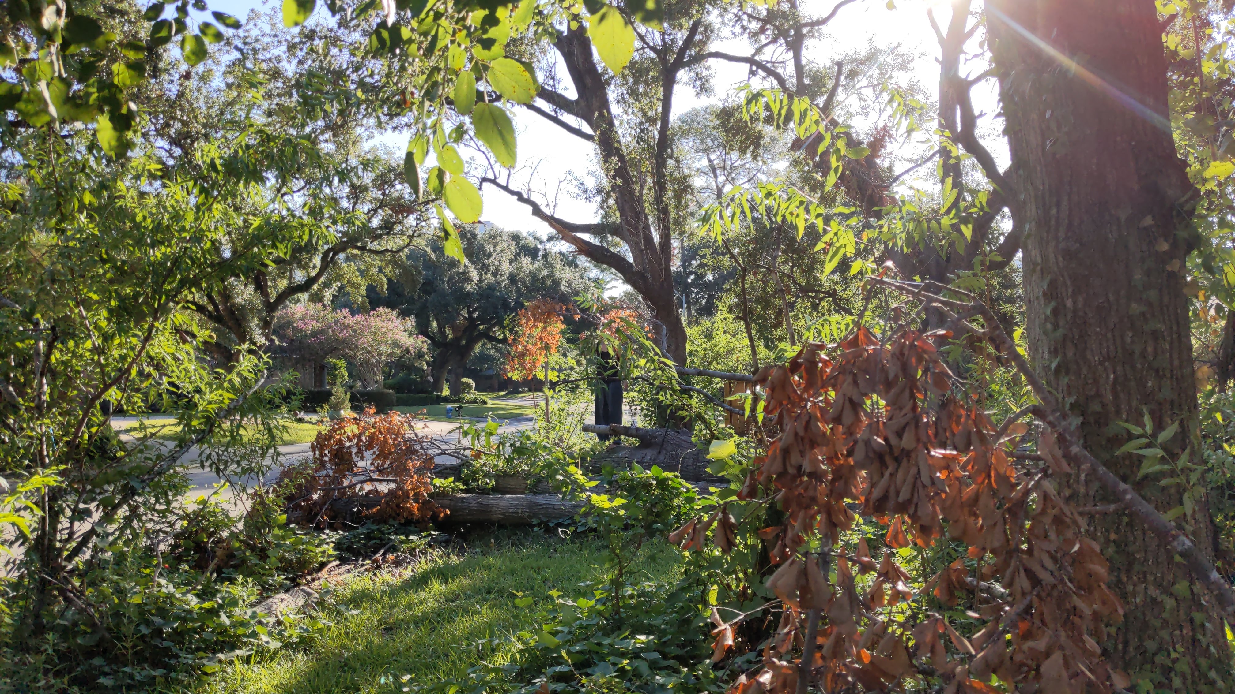 a front yard, lush with trees and plants, with sun dappling through the trees